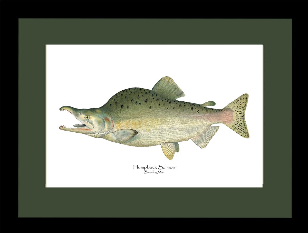 Humpback Salmon - Breeding Vintage Wall Art Fish Print