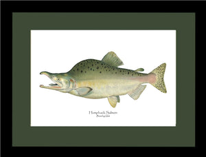 Humpback Salmon - Breeding