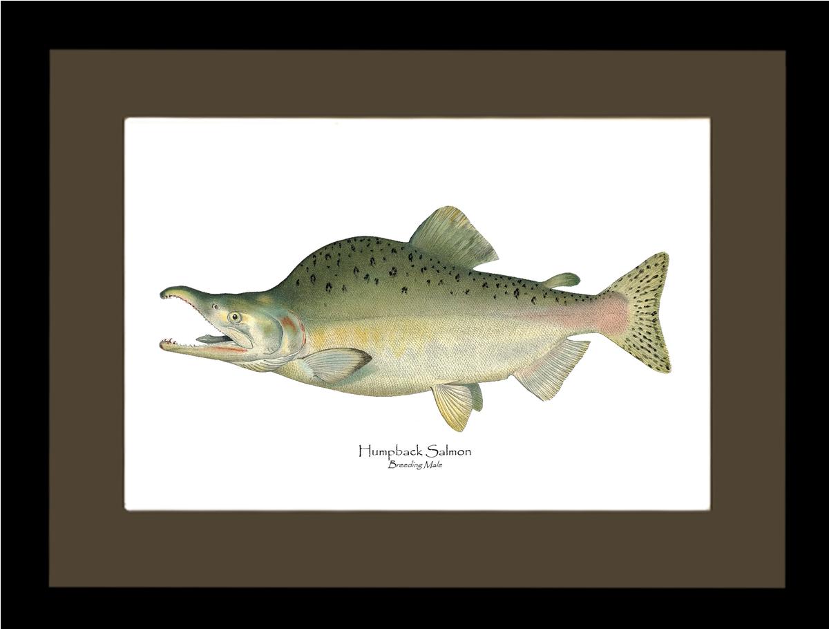 Humpback Salmon - Breeding Vintage Wall Art Fish Print