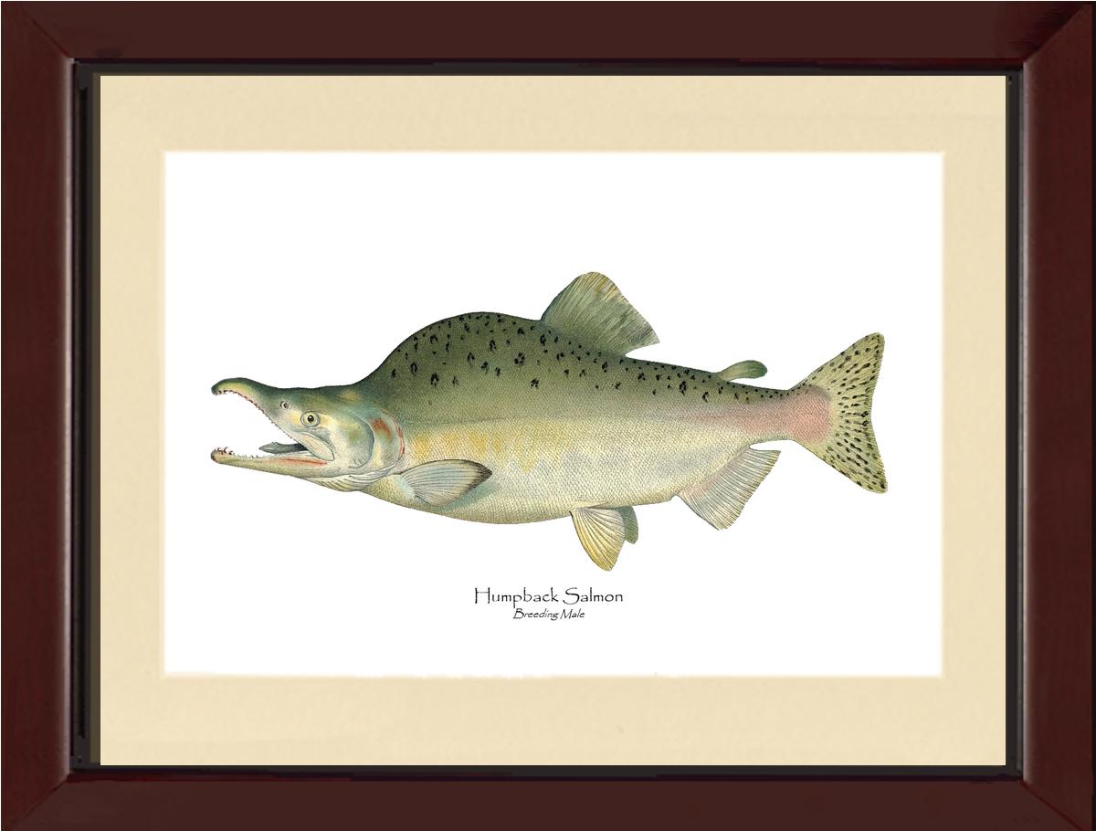 Humpback Salmon - Breeding Vintage Wall Art Fish Print