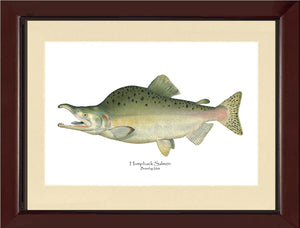 Humpback Salmon - Breeding