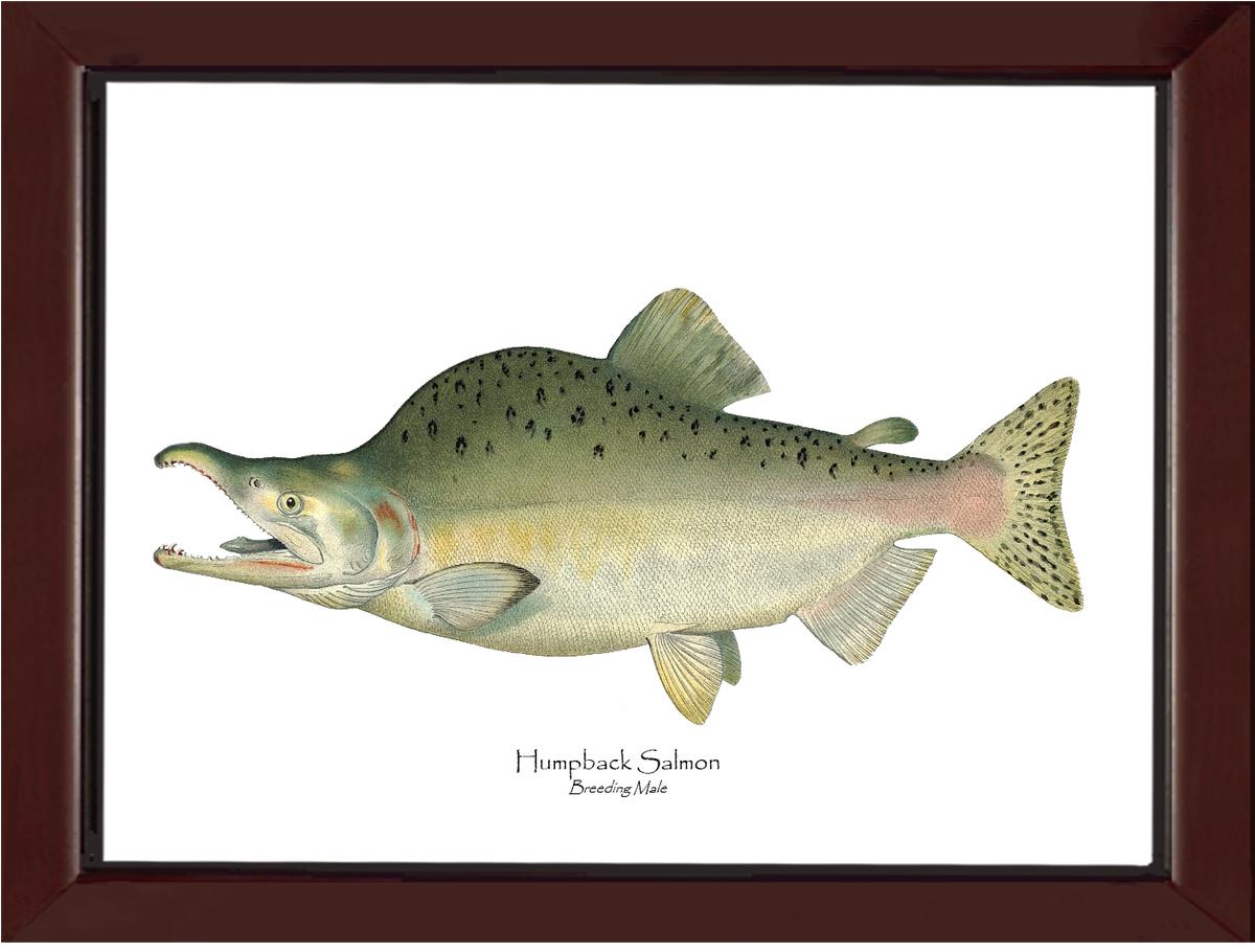 Humpback Salmon - Breeding Vintage Wall Art Fish Print