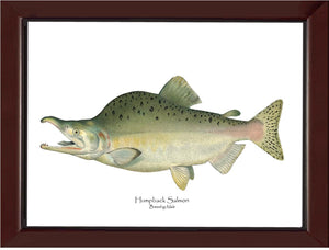 Humpback Salmon - Breeding