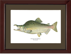 Humpback Salmon - Breeding