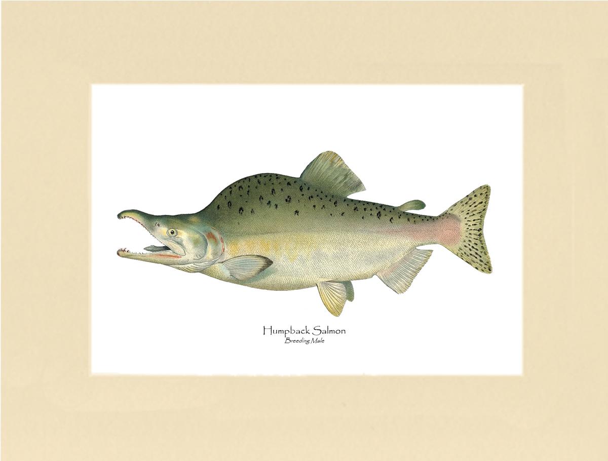 Humpback Salmon - Breeding Vintage Wall Art Fish Print