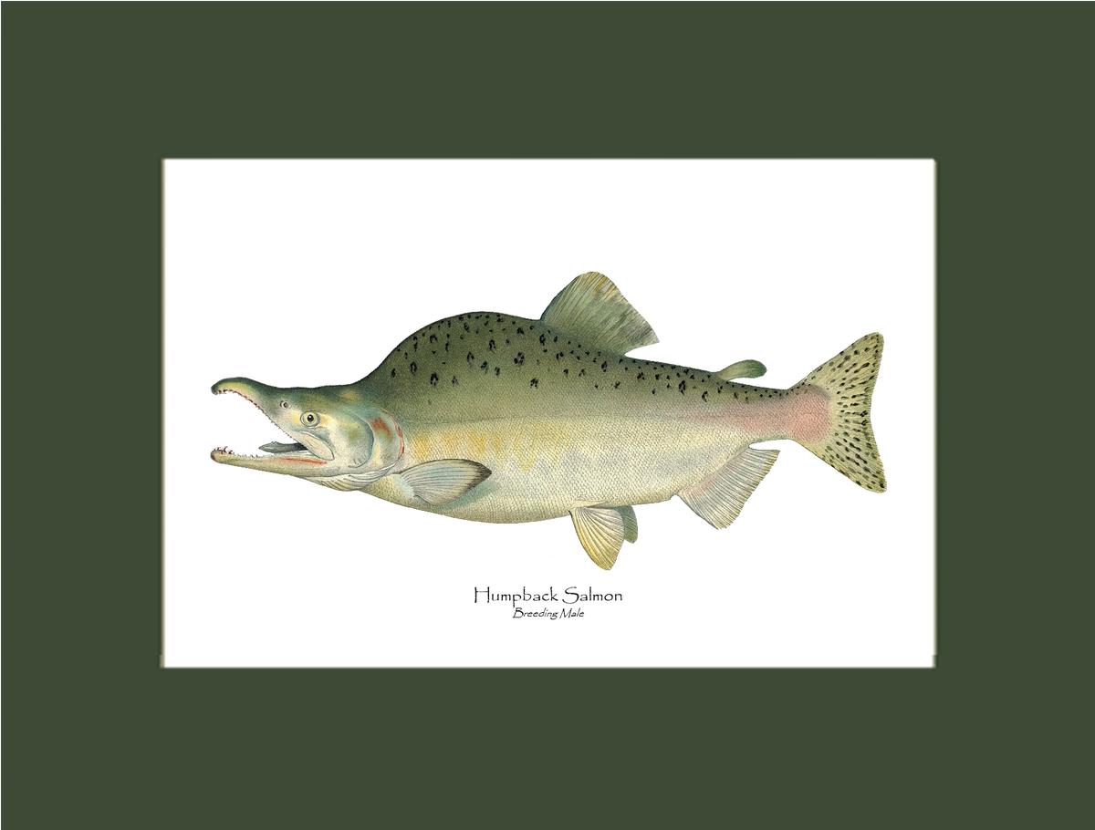 Humpback Salmon - Breeding Vintage Wall Art Fish Print