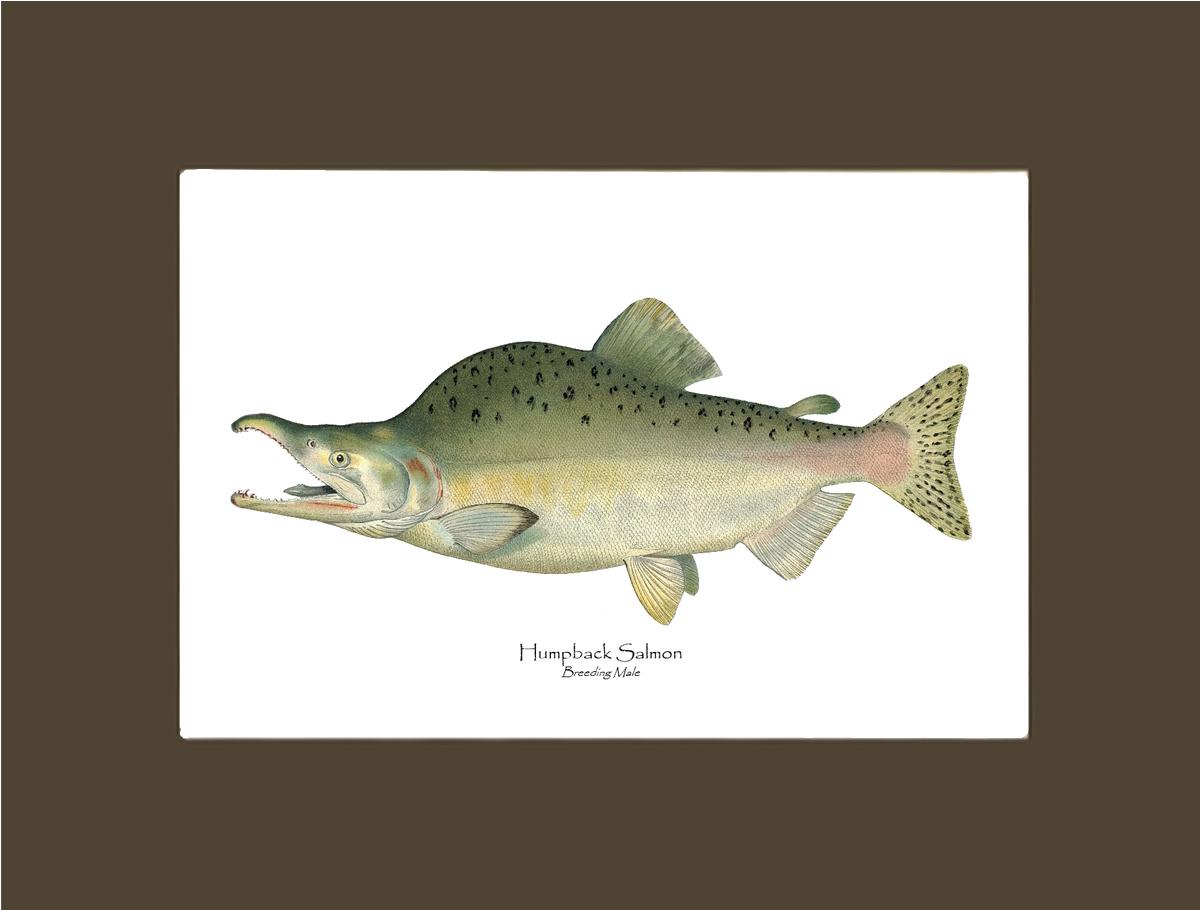 Humpback Salmon - Breeding Vintage Wall Art Fish Print