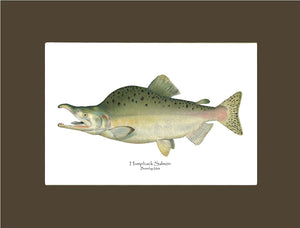 Humpback Salmon - Breeding