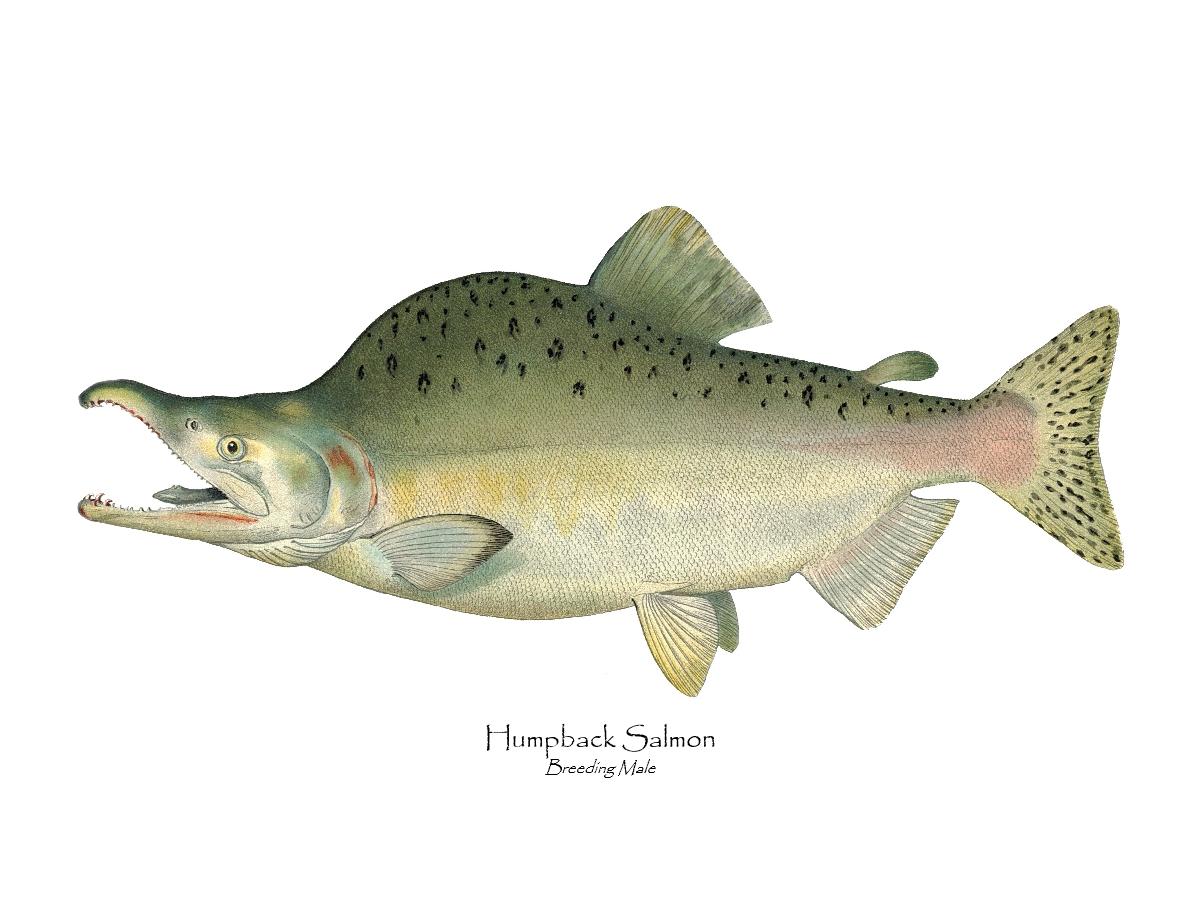 Humpback Salmon - Breeding Vintage Wall Art Fish Print