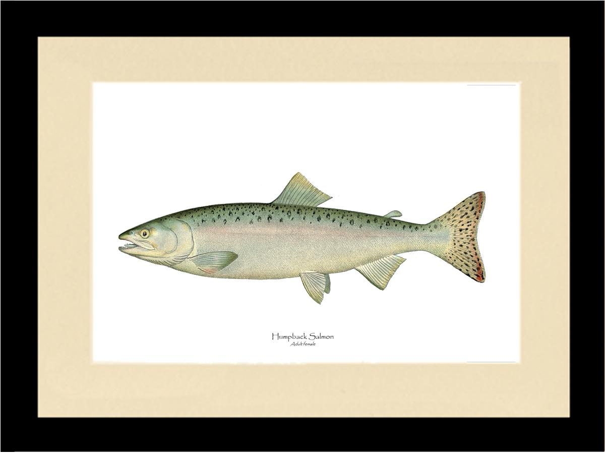 Humpback Salmon - Female Vintage Wall Art Fish Print