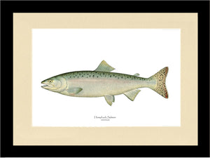 Humpback Salmon - Female