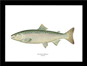 Humpback Salmon - Female