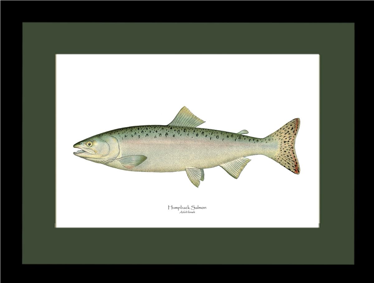 Humpback Salmon - Female Vintage Wall Art Fish Print
