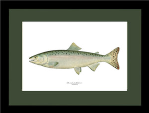 Humpback Salmon - Female