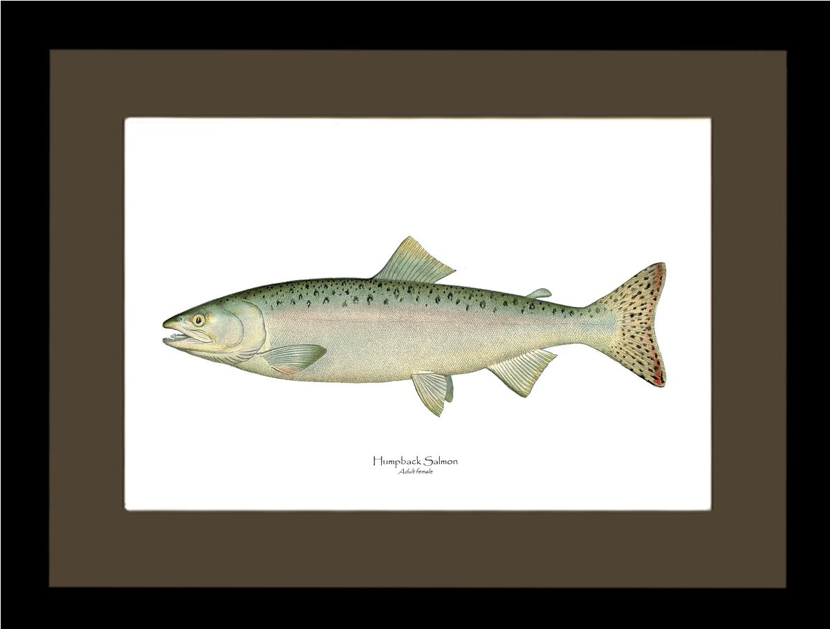 Humpback Salmon - Female Vintage Wall Art Fish Print