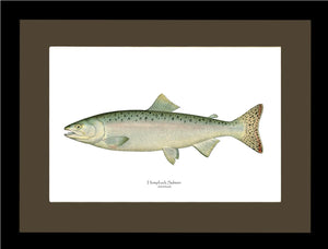 Humpback Salmon - Female