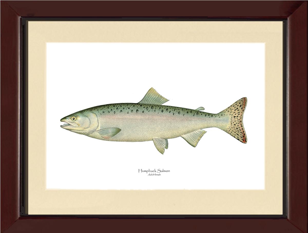 Humpback Salmon - Female Vintage Wall Art Fish Print