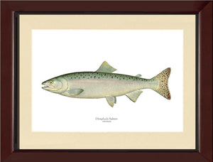 Humpback Salmon - Female