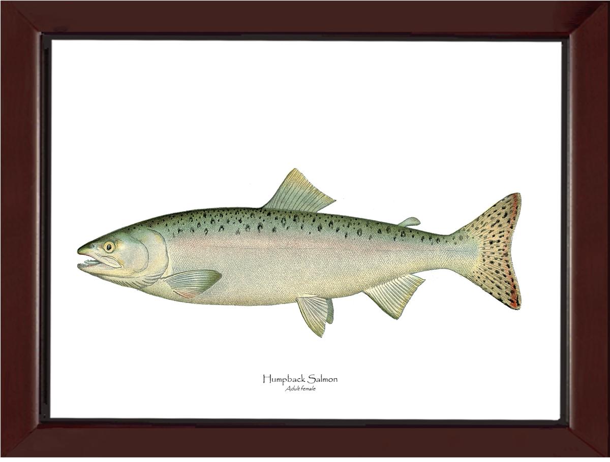 Humpback Salmon - Female Vintage Wall Art Fish Print
