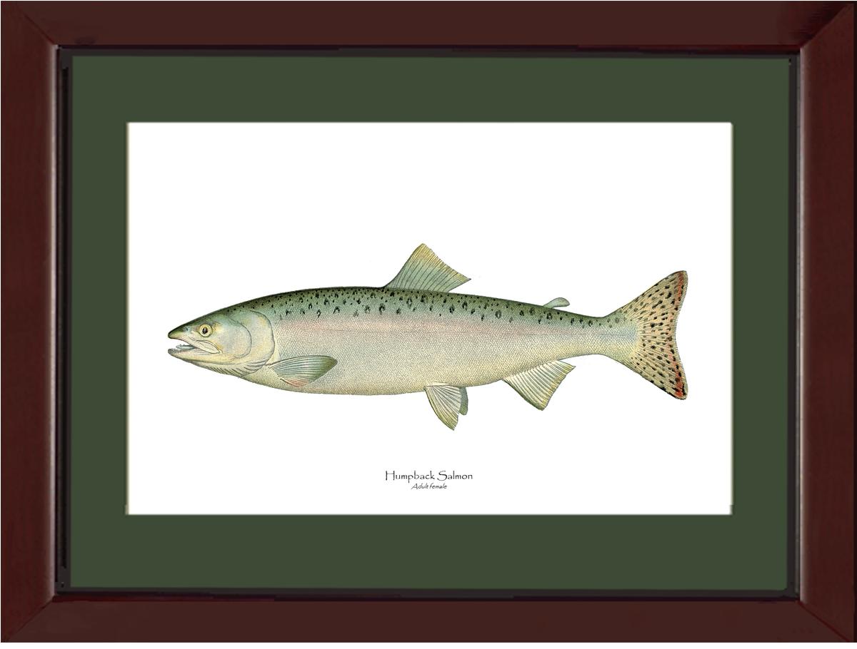 Humpback Salmon - Female Vintage Wall Art Fish Print