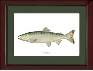 Humpback Salmon - Female