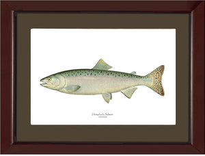 Humpback Salmon - Female