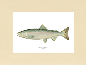 Humpback Salmon - Female