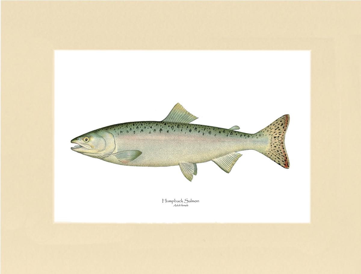 Humpback Salmon - Female Vintage Wall Art Fish Print