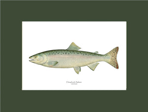 Humpback Salmon - Female