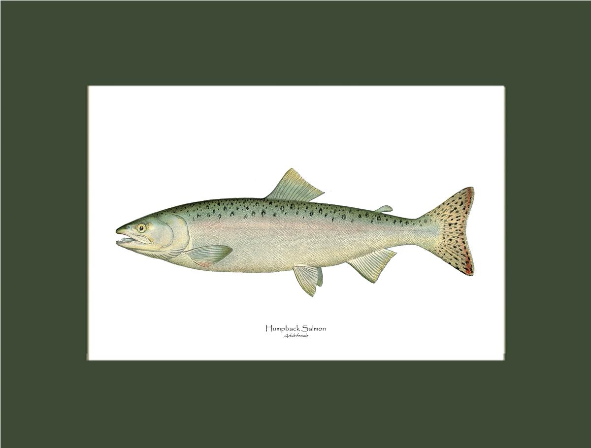 Humpback Salmon - Female Vintage Wall Art Fish Print
