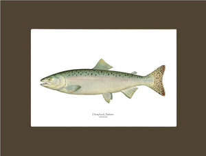 Humpback Salmon - Female