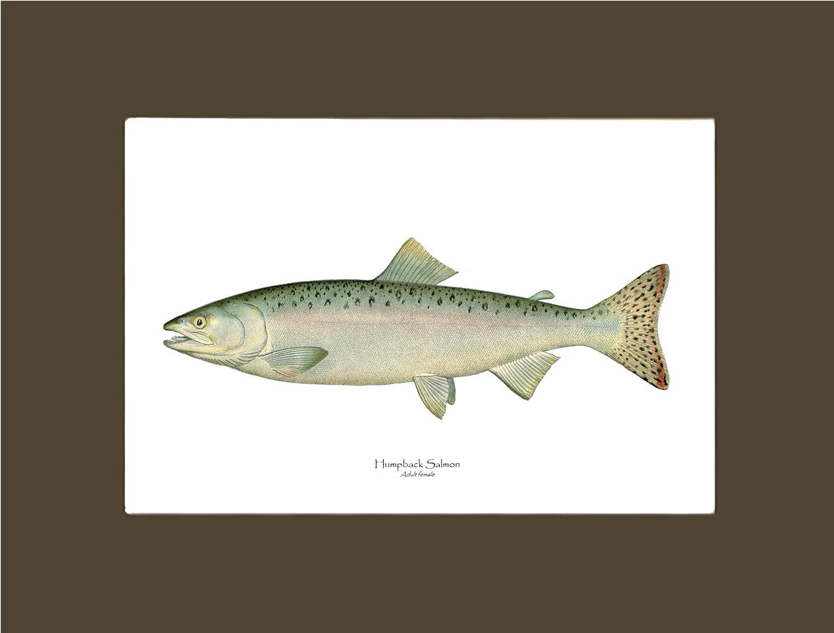 Humpback Salmon - Female Vintage Wall Art Fish Print