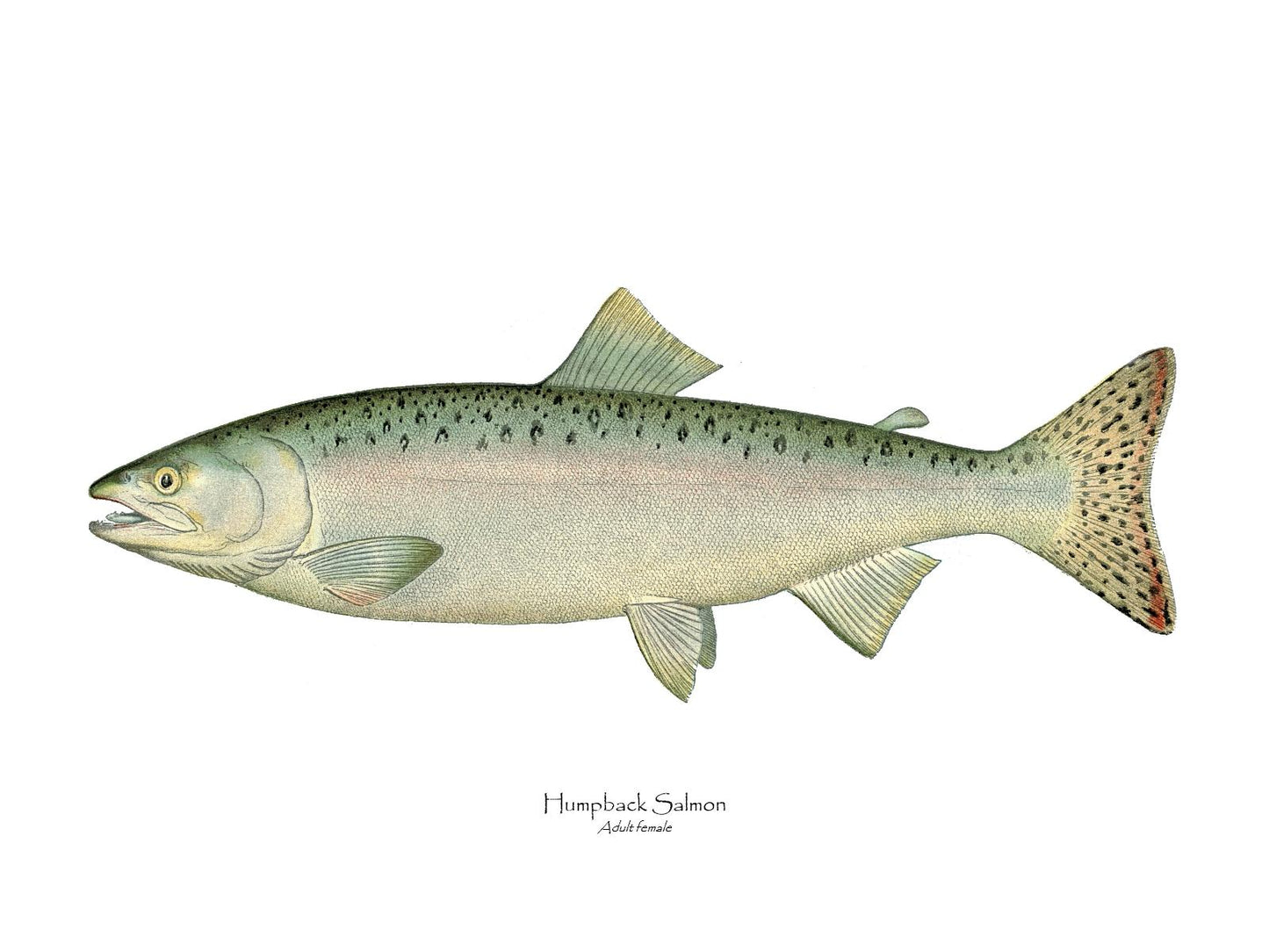 Humpback Salmon - Female Vintage Wall Art Fish Print