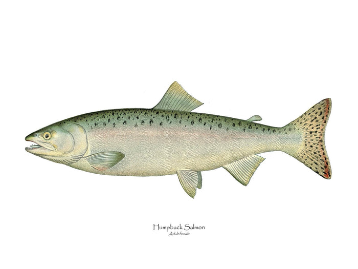 Humpback Salmon - Female