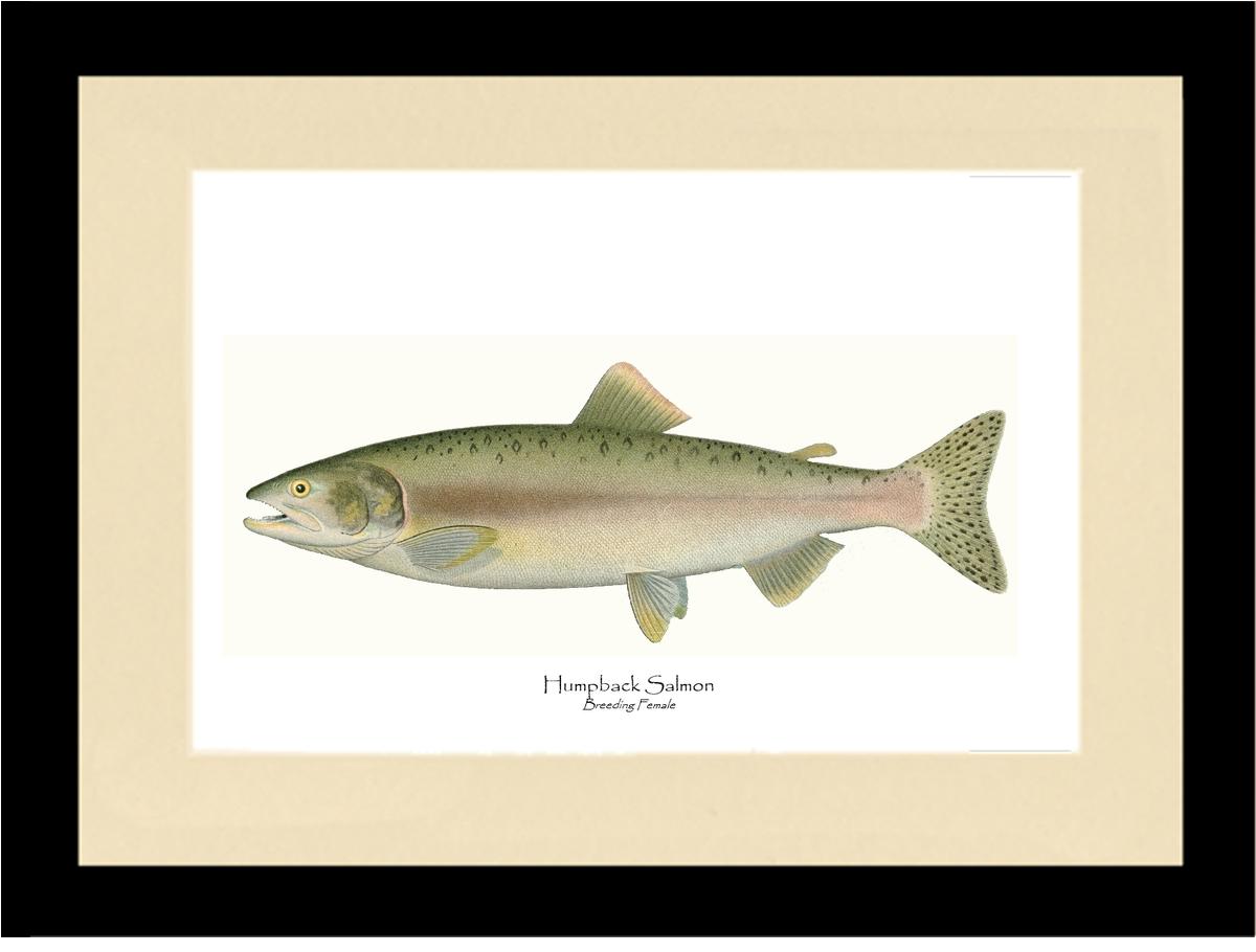 Humpback Salmon - Breeding Female Vintage Wall Art Fish Print