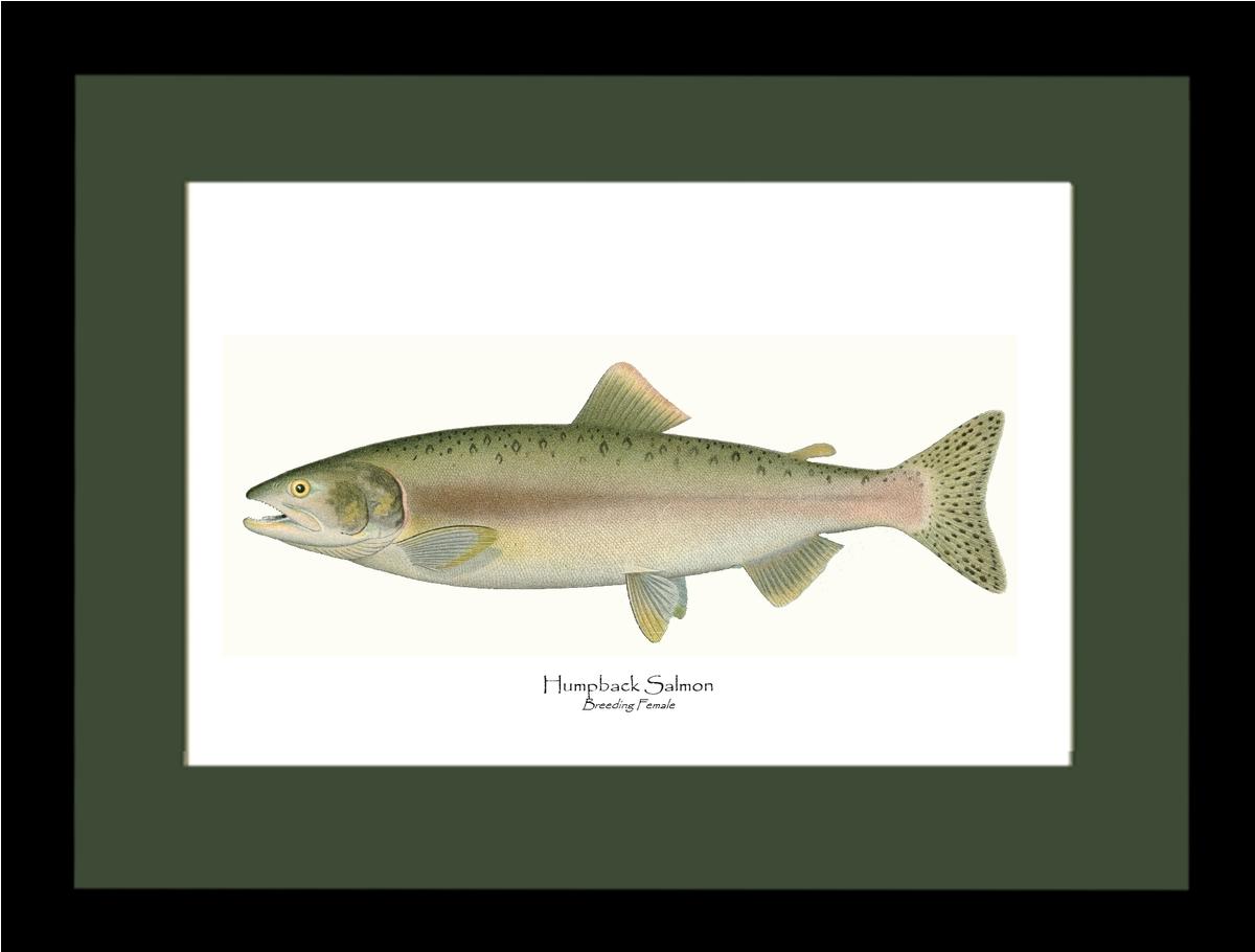 Humpback Salmon - Breeding Female Vintage Wall Art Fish Print