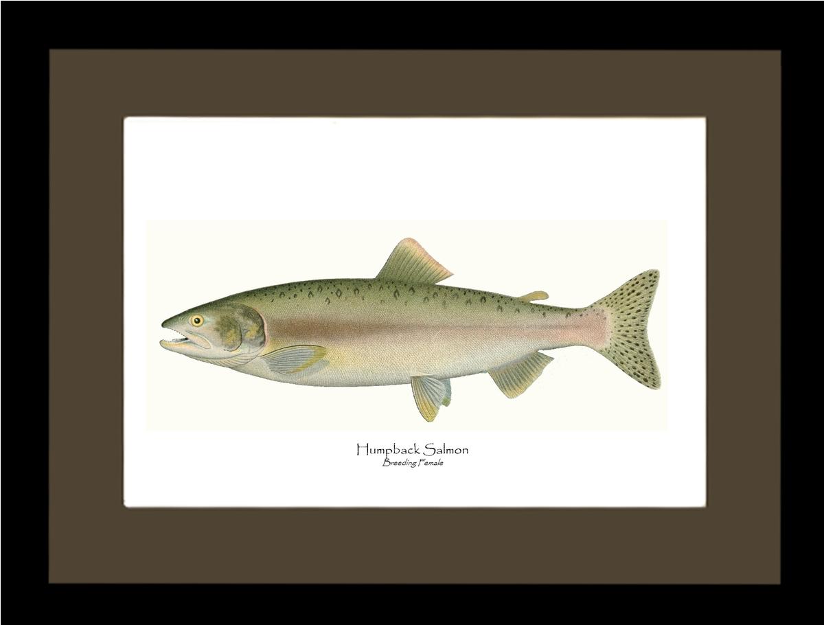 Humpback Salmon - Breeding Female Vintage Wall Art Fish Print