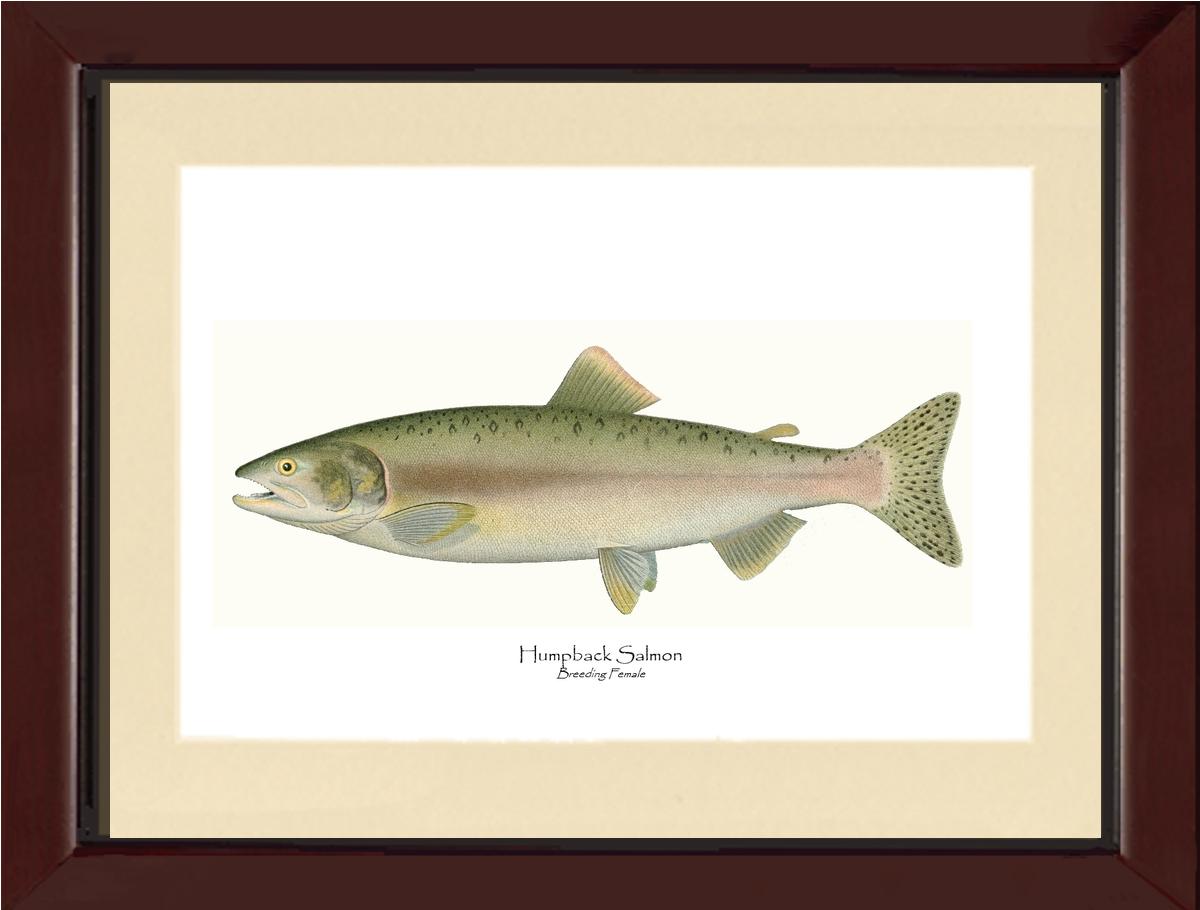 Humpback Salmon - Breeding Female Vintage Wall Art Fish Print