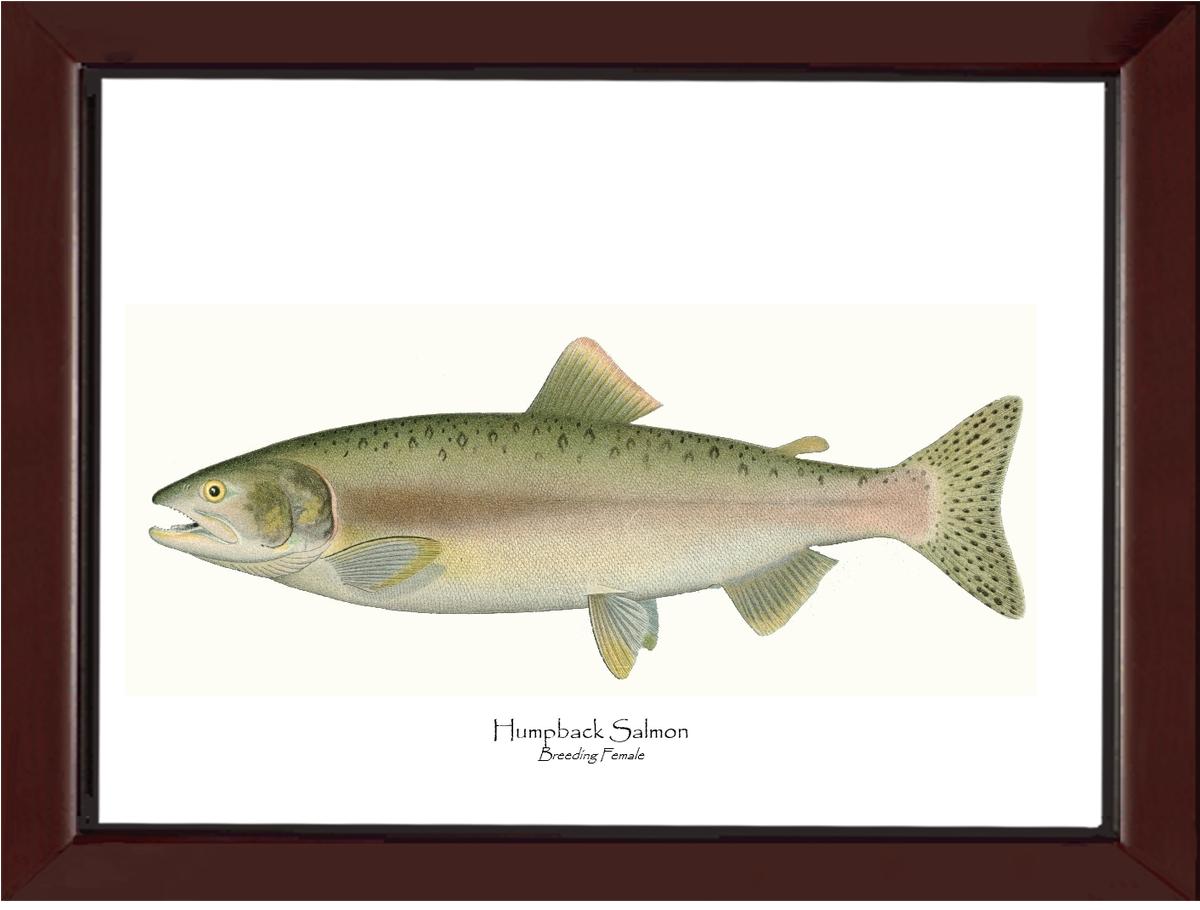 Humpback Salmon - Breeding Female Vintage Wall Art Fish Print