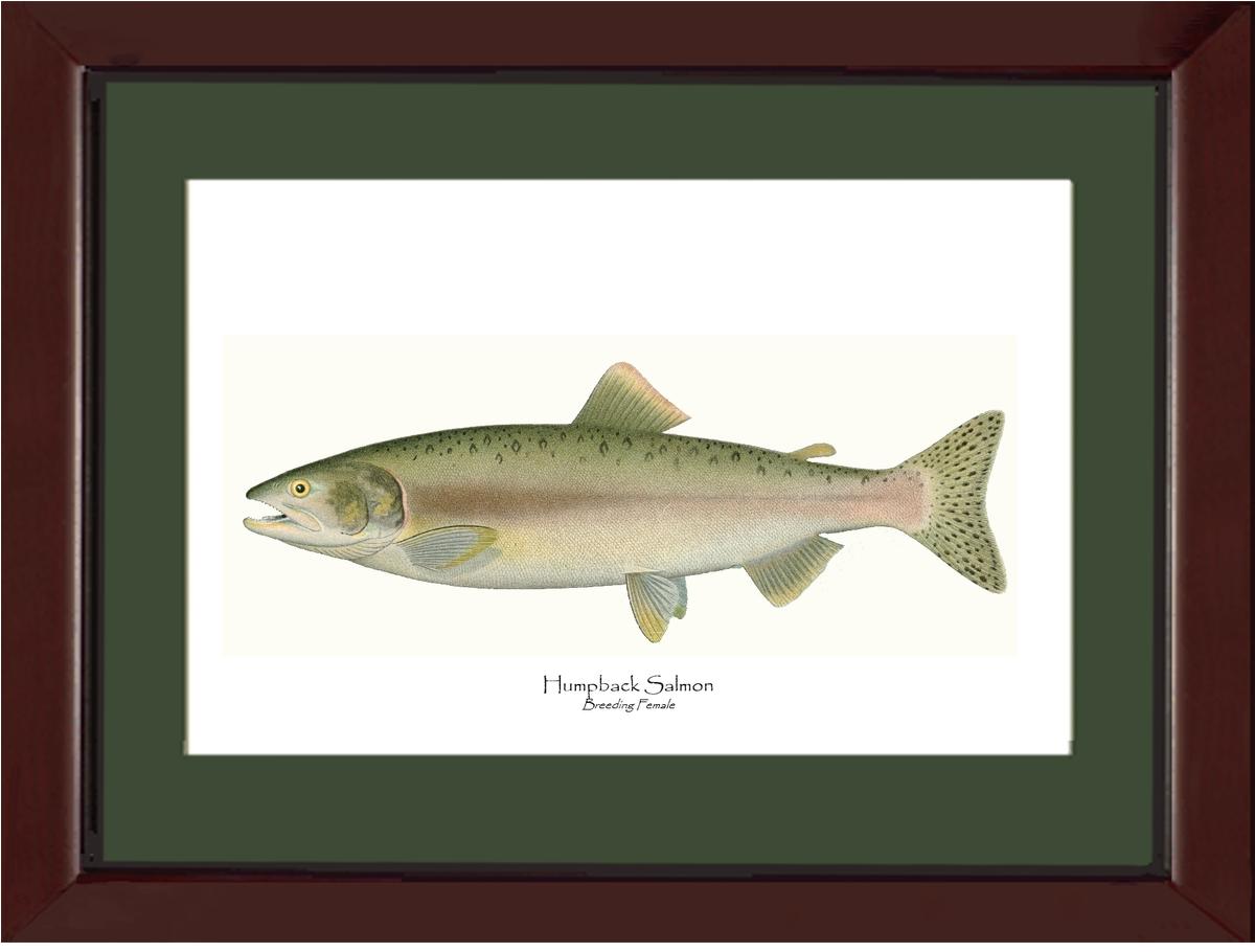Humpback Salmon - Breeding Female Vintage Wall Art Fish Print