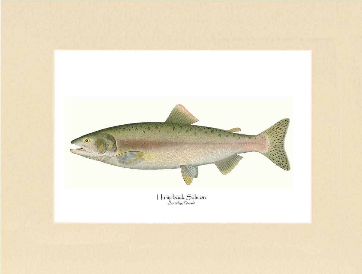 Humpback Salmon - Breeding Female Vintage Wall Art Fish Print