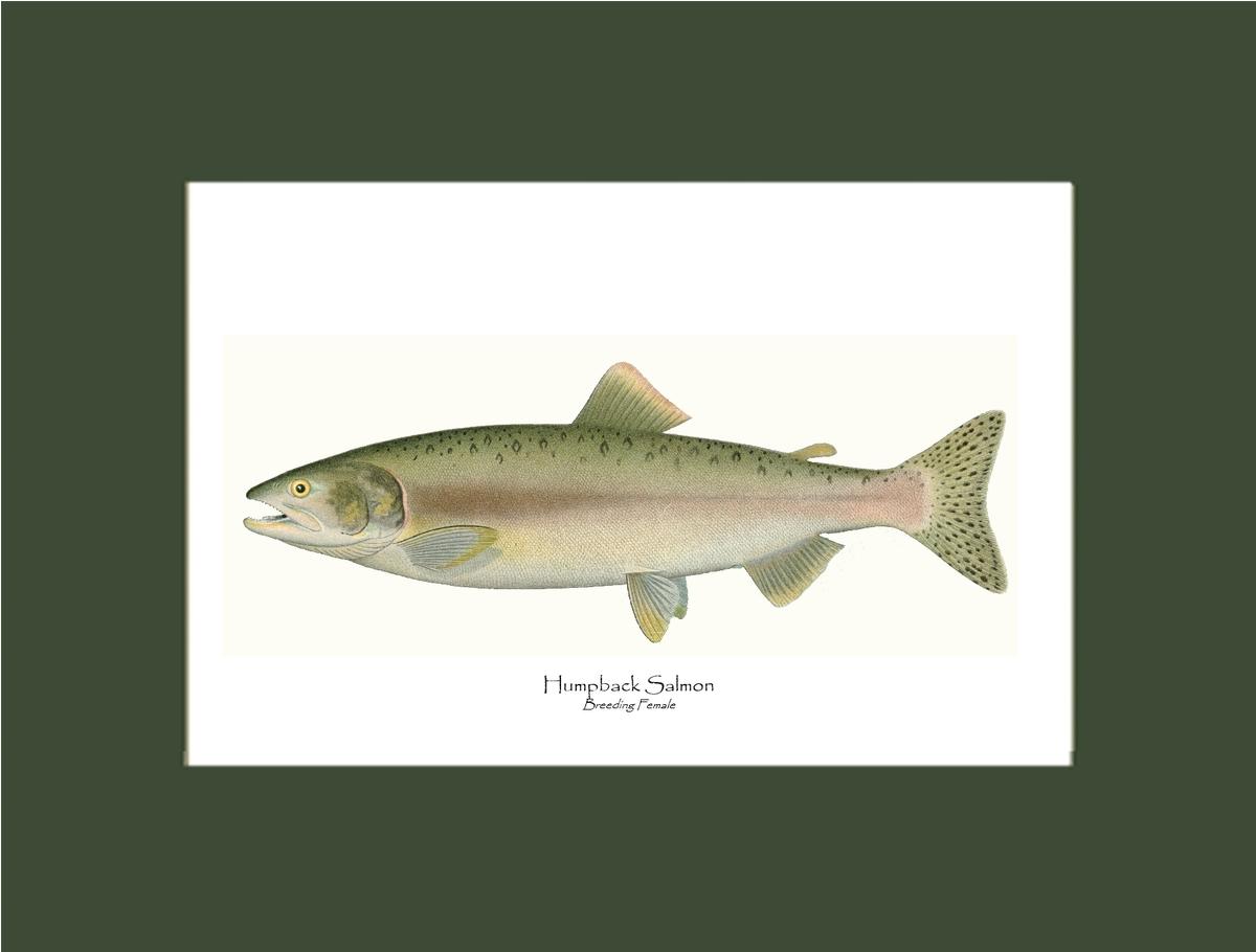 Humpback Salmon - Breeding Female Vintage Wall Art Fish Print