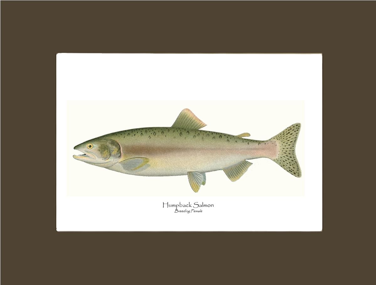 Humpback Salmon - Breeding Female Vintage Wall Art Fish Print