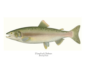 Antique Fish Print: Humpback Salmon - Breeding Female