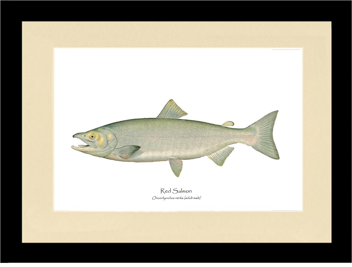 Red Salmon  - Male Vintage Wall Art Fish Print