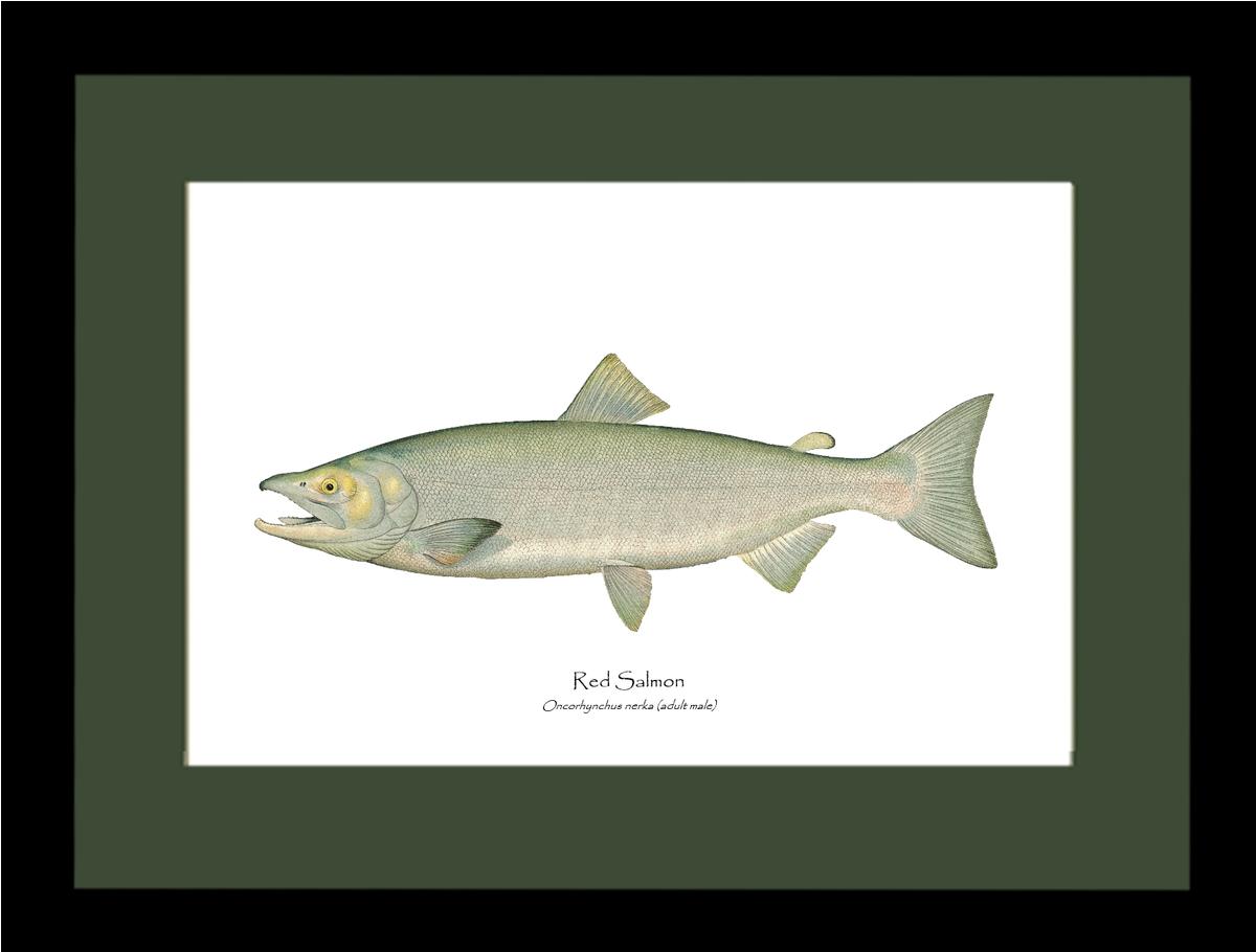 Red Salmon  - Male Vintage Wall Art Fish Print