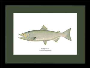 Red Salmon  - Male