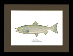 Red Salmon  - Male