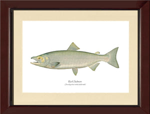 Red Salmon  - Male