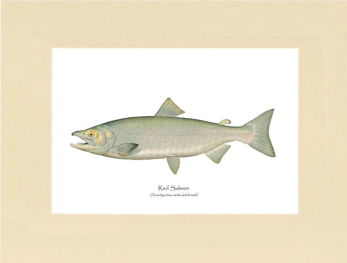 Red Salmon  - Male Vintage Wall Art Fish Print